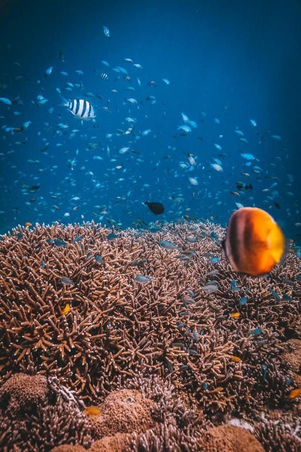 Dpm Koh Tao Diving Hotel & Bar Buitenkant foto